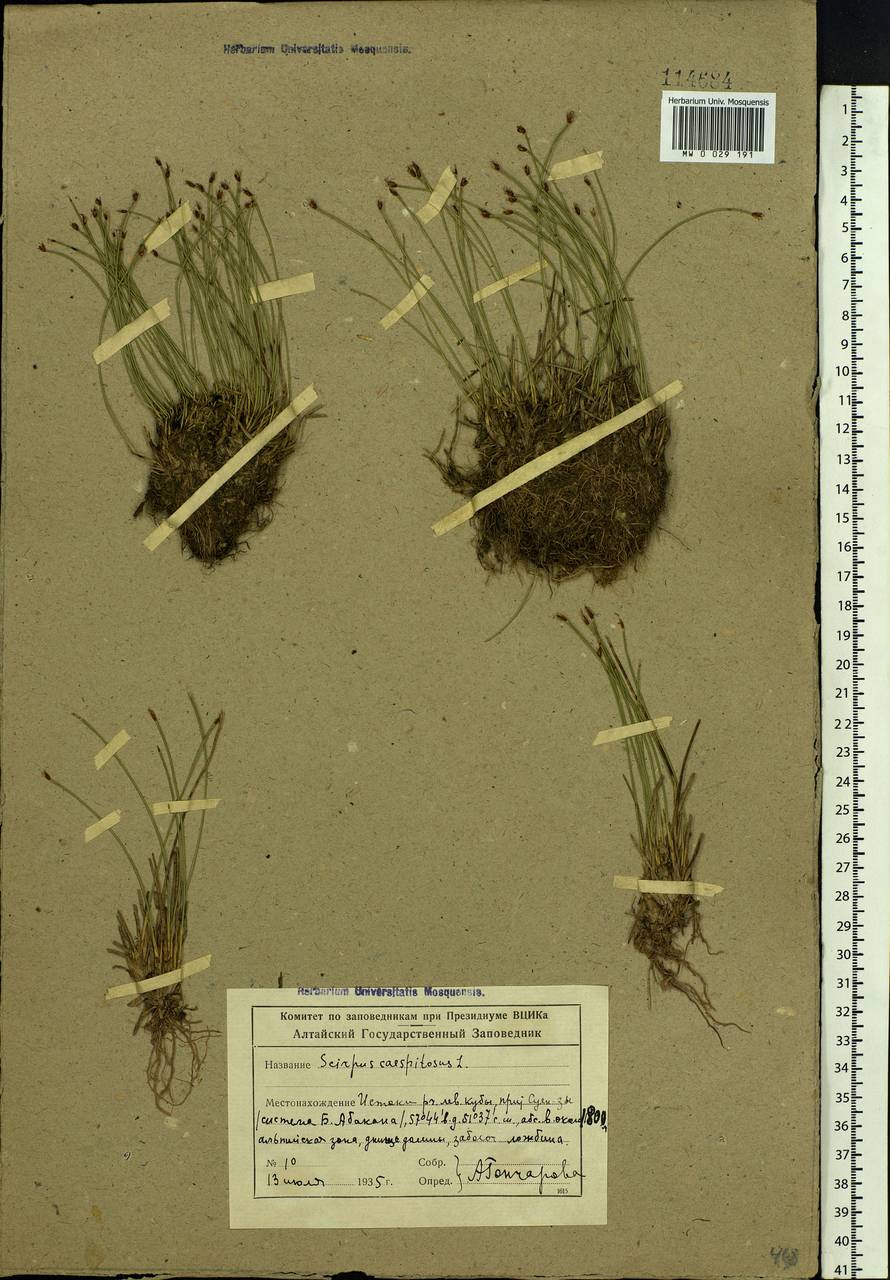 Trichophorum cespitosum (L.) Hartm., Siberia, Altai & Sayany Mountains (S2) (Russia)