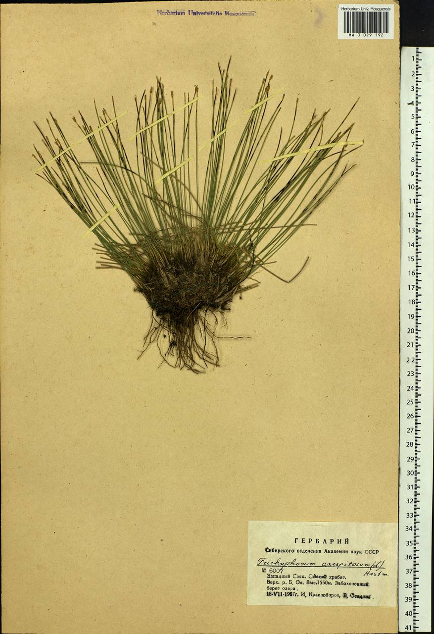 Trichophorum cespitosum (L.) Hartm., Siberia, Altai & Sayany Mountains (S2) (Russia)