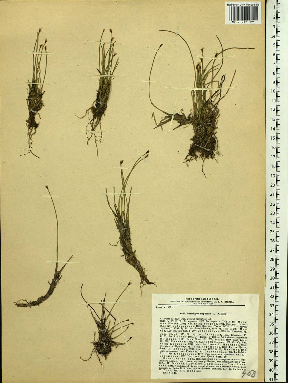 Trichophorum cespitosum (L.) Hartm., Siberia, Altai & Sayany Mountains (S2) (Russia)