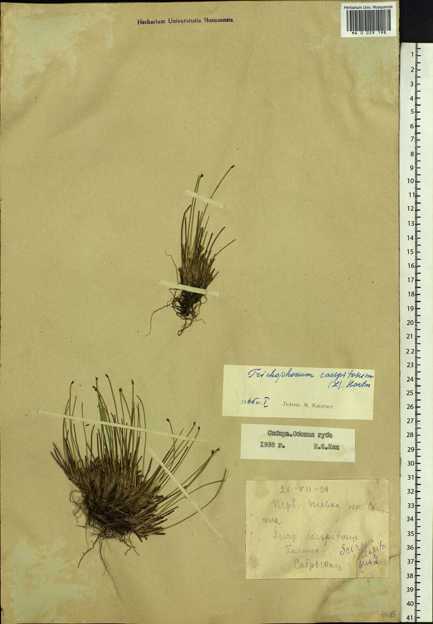 Trichophorum cespitosum (L.) Hartm., Siberia, Western Siberia (S1) (Russia)