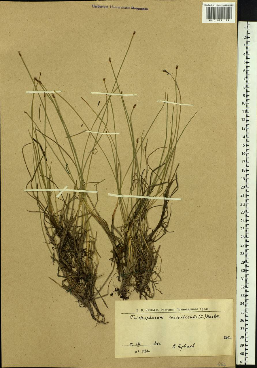 Trichophorum cespitosum (L.) Hartm., Eastern Europe, Northern region (E1) (Russia)