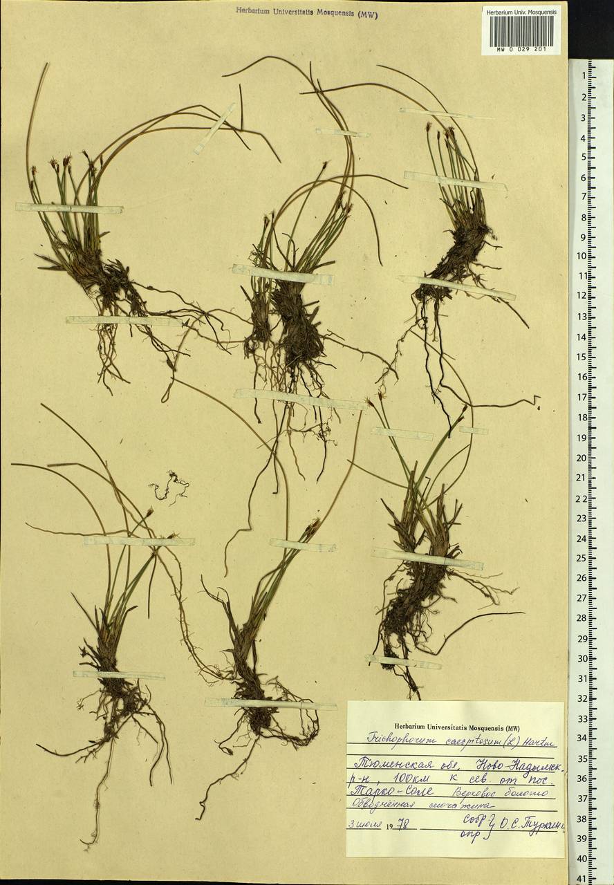 Trichophorum cespitosum (L.) Hartm., Siberia, Western Siberia (S1) (Russia)