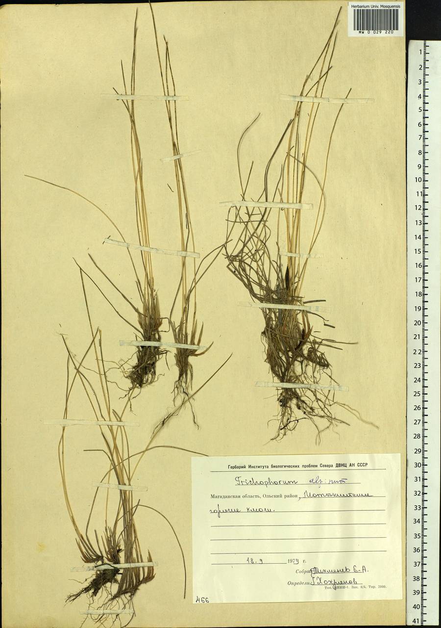 Trichophorum alpinum (L.) Pers., Siberia, Chukotka & Kamchatka (S7) (Russia)