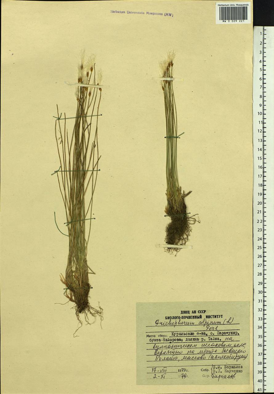 Trichophorum alpinum (L.) Pers., Siberia, Russian Far East (S6) (Russia)