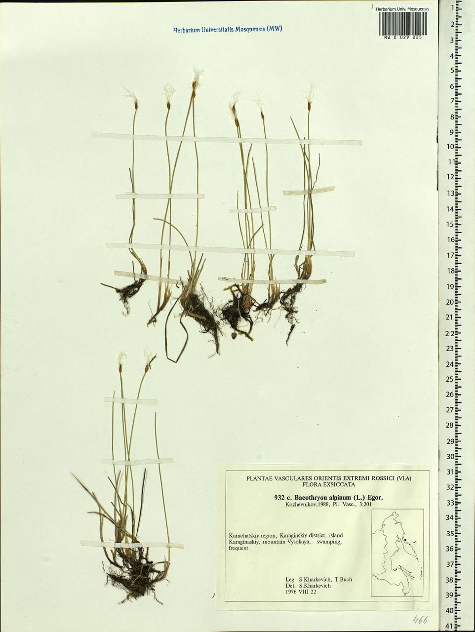 Trichophorum alpinum (L.) Pers., Siberia, Chukotka & Kamchatka (S7) (Russia)