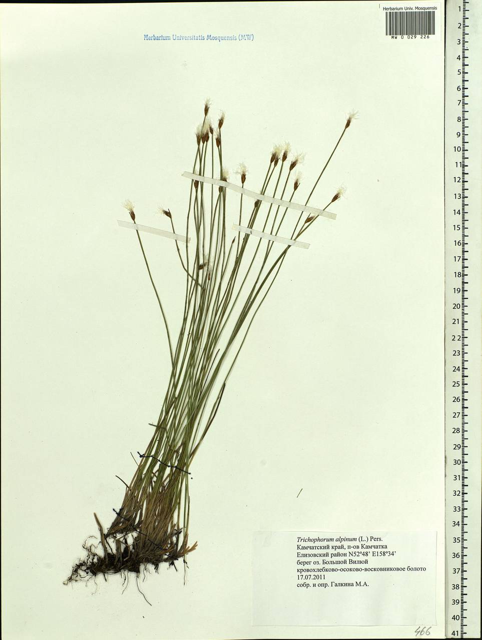 Trichophorum alpinum (L.) Pers., Siberia, Chukotka & Kamchatka (S7) (Russia)