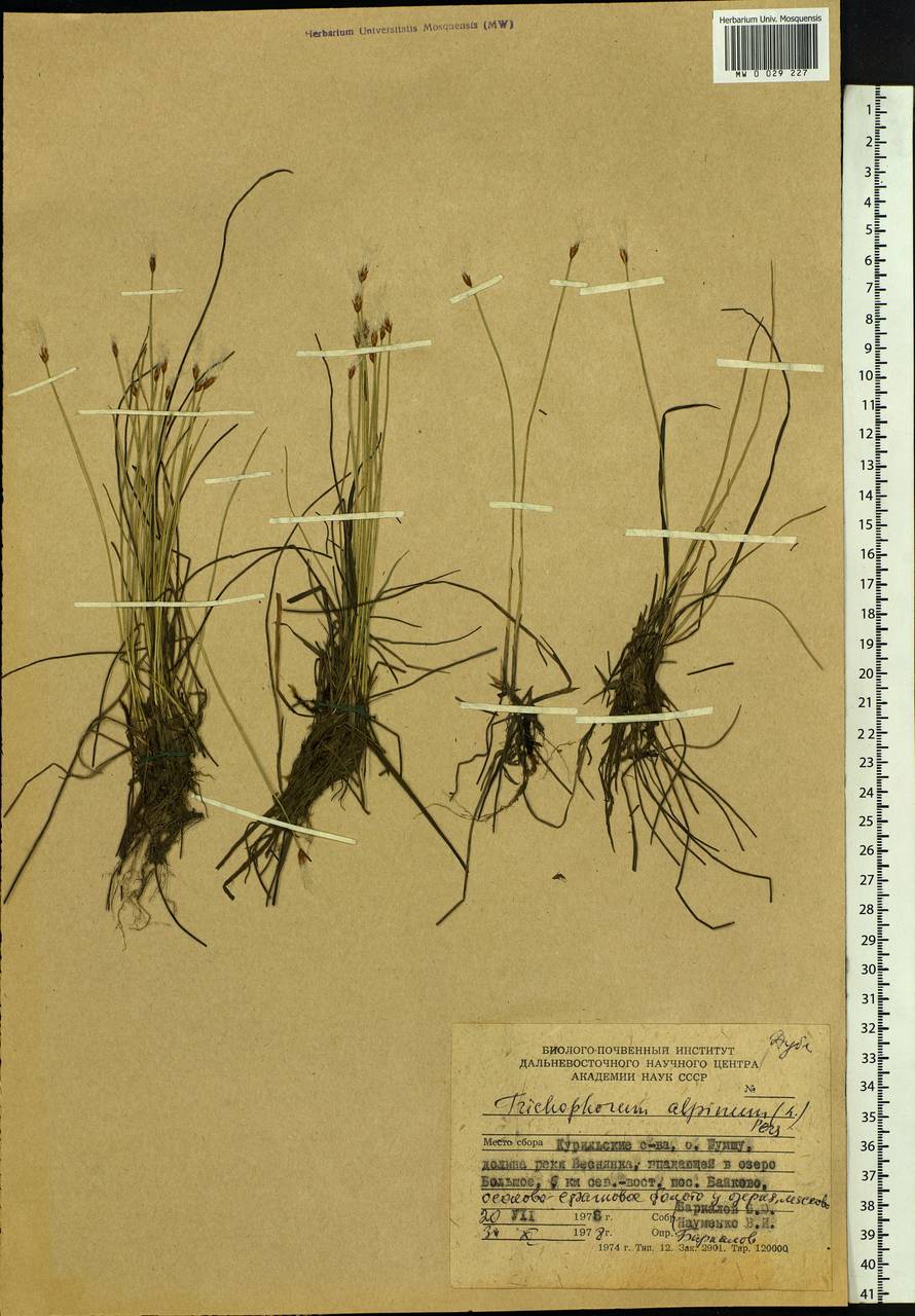 Trichophorum alpinum (L.) Pers., Siberia, Russian Far East (S6) (Russia)