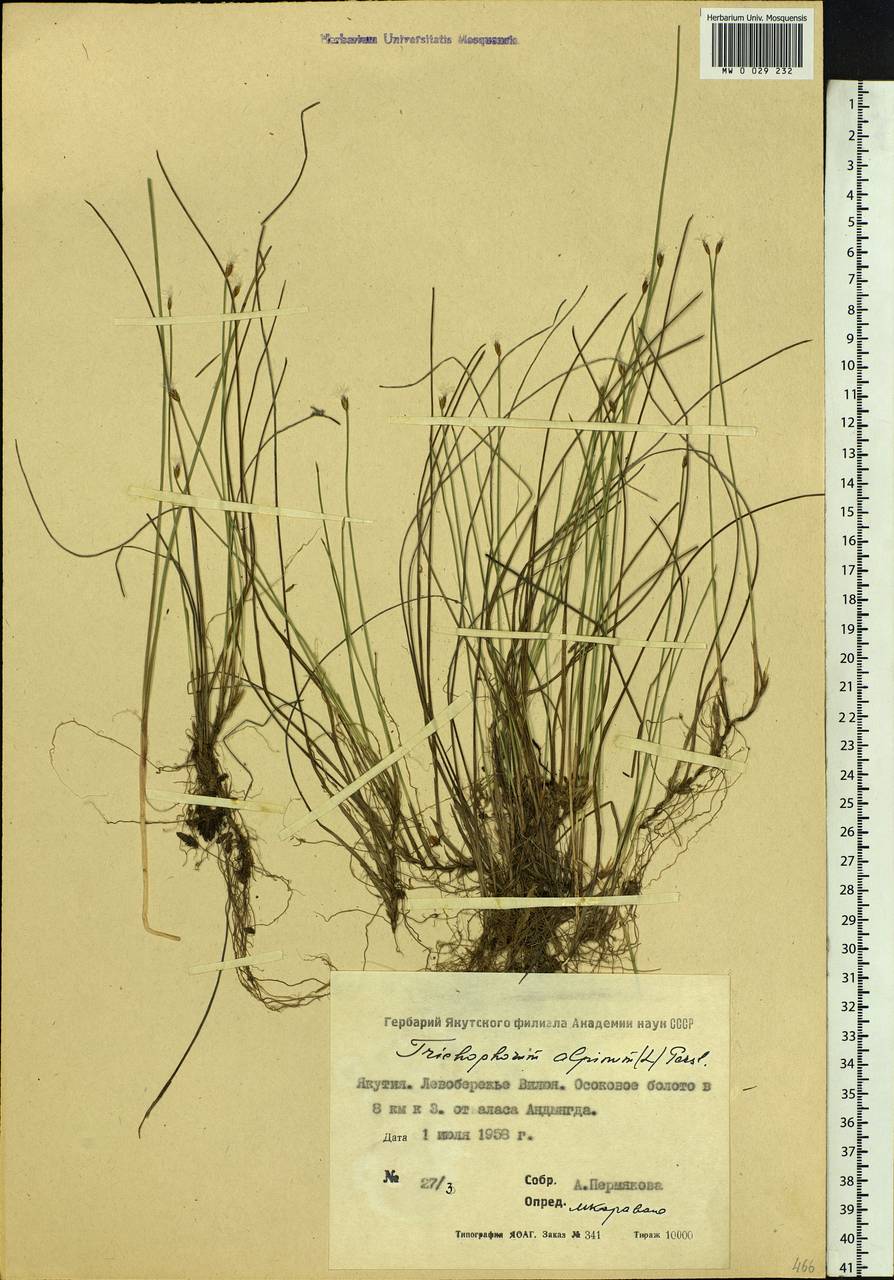 Trichophorum alpinum (L.) Pers., Siberia, Yakutia (S5) (Russia)