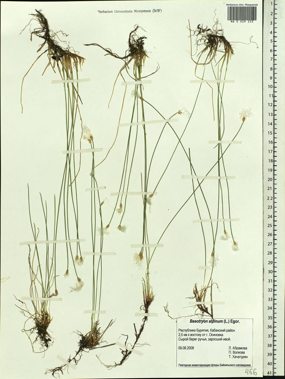 Trichophorum alpinum (L.) Pers., Siberia, Baikal & Transbaikal region (S4) (Russia)