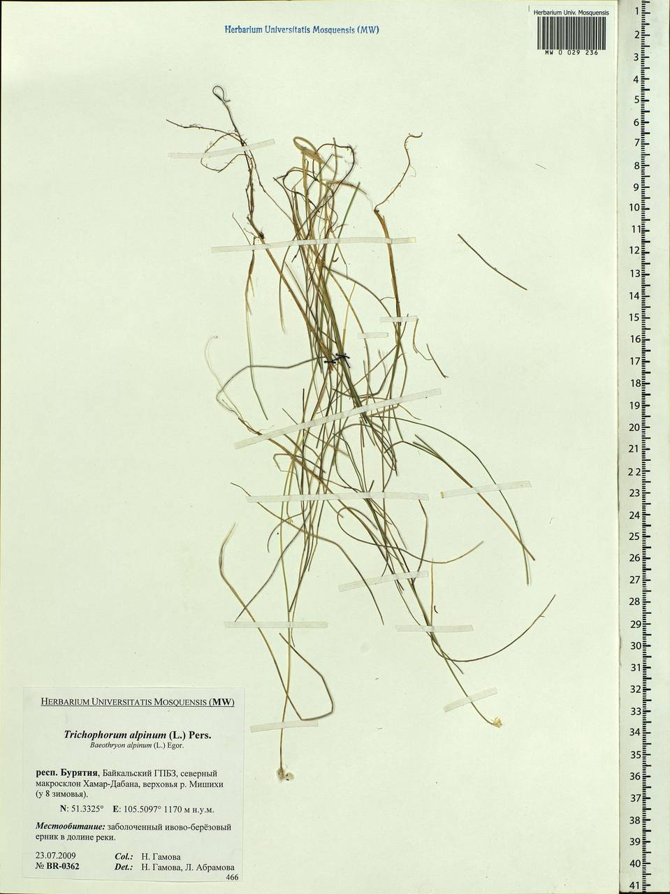 Trichophorum alpinum (L.) Pers., Siberia, Baikal & Transbaikal region (S4) (Russia)