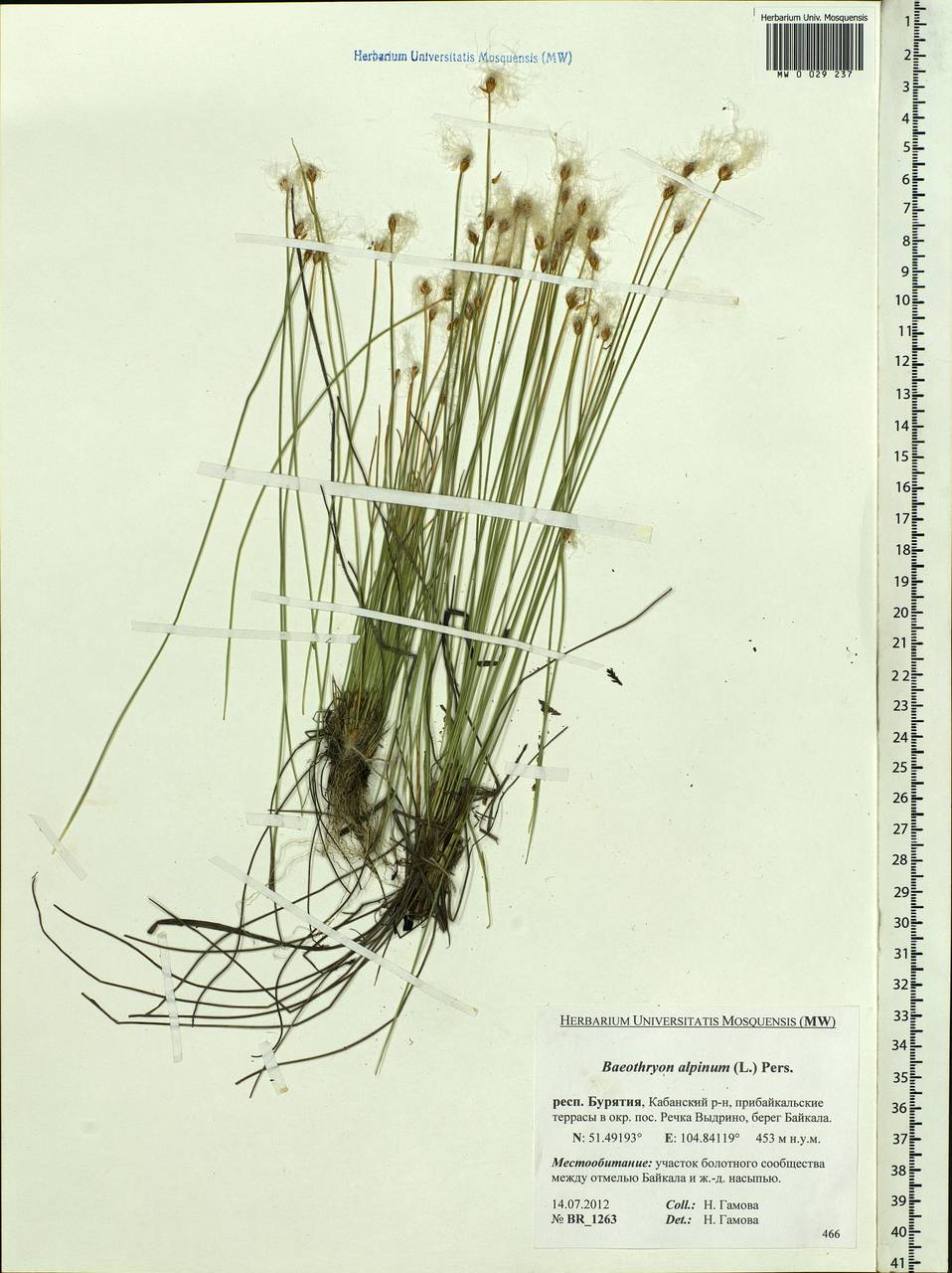 Trichophorum alpinum (L.) Pers., Siberia, Baikal & Transbaikal region (S4) (Russia)