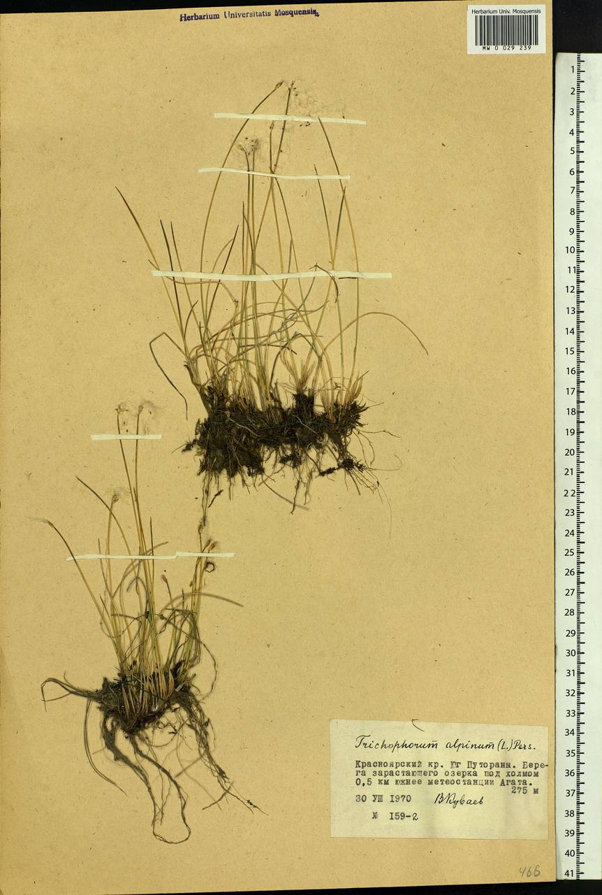 Trichophorum alpinum (L.) Pers., Siberia, Central Siberia (S3) (Russia)