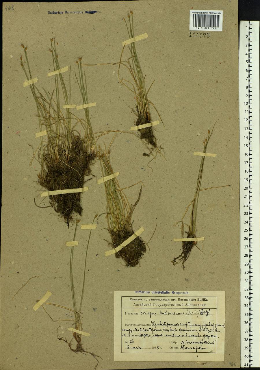 Trichophorum alpinum (L.) Pers., Siberia, Altai & Sayany Mountains (S2) (Russia)