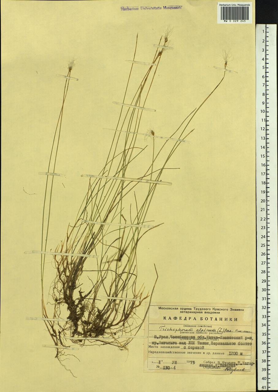 Trichophorum alpinum (L.) Pers., Eastern Europe, Eastern region (E10) (Russia)