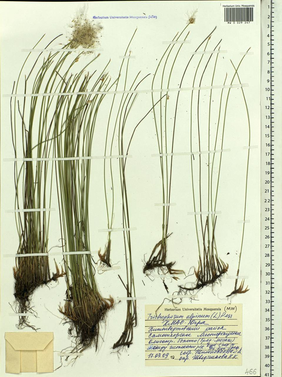 Trichophorum alpinum (L.) Pers., Siberia, Western Siberia (S1) (Russia)