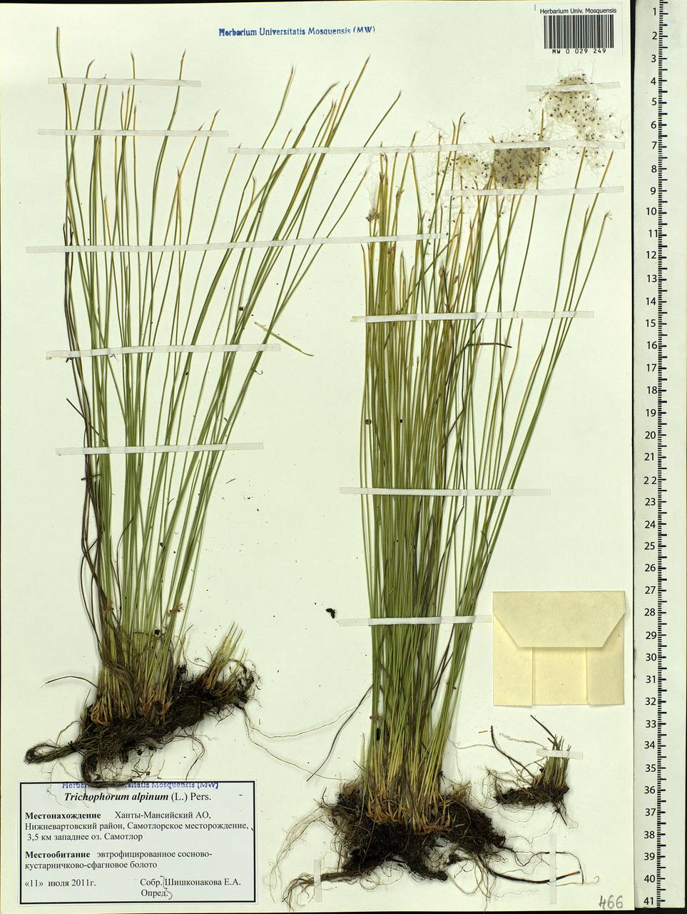 Trichophorum alpinum (L.) Pers., Siberia, Western Siberia (S1) (Russia)