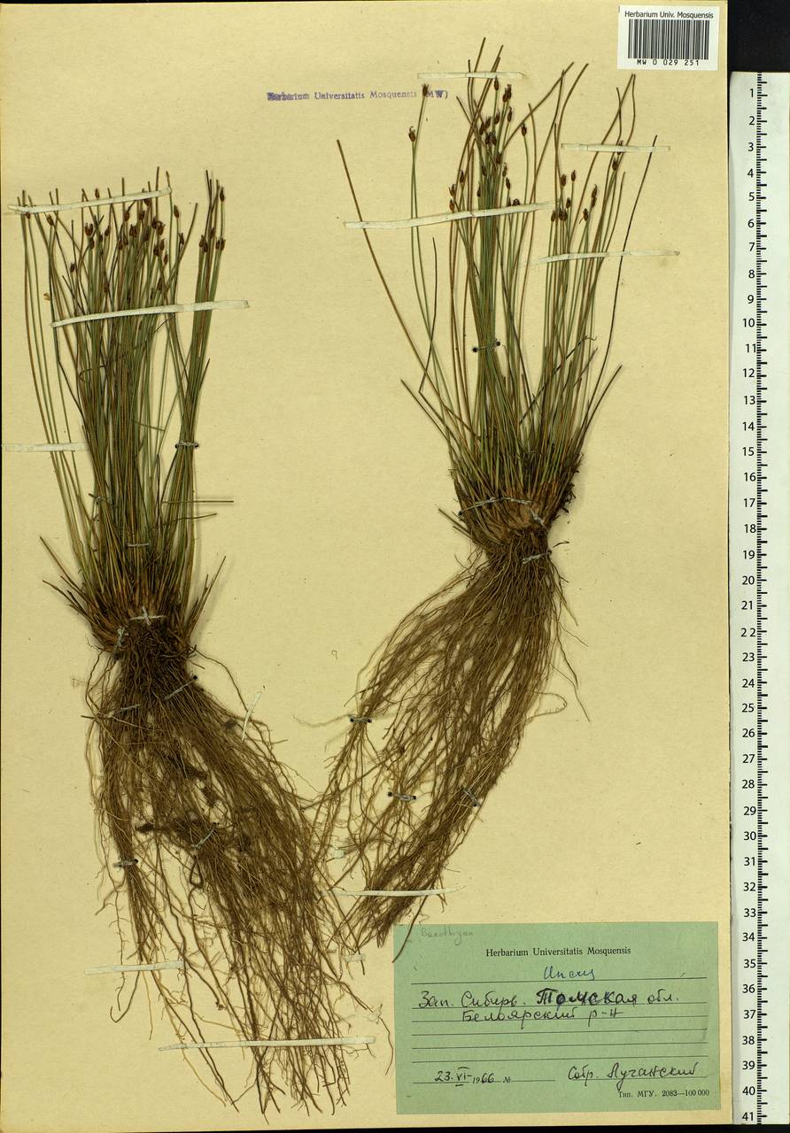 Trichophorum cespitosum (L.) Hartm., Siberia, Western Siberia (S1) (Russia)