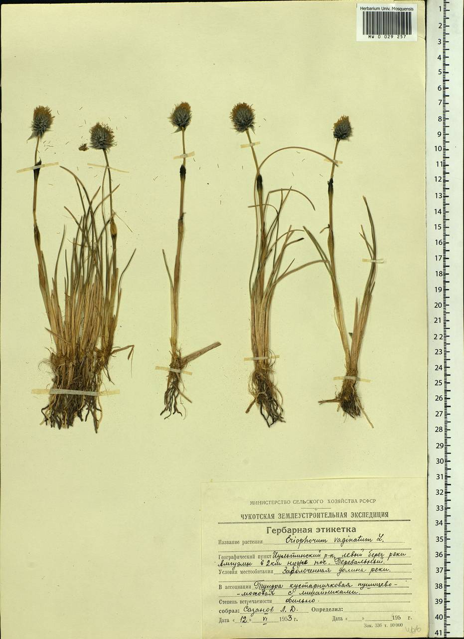 Eriophorum vaginatum L., Siberia, Chukotka & Kamchatka (S7) (Russia)