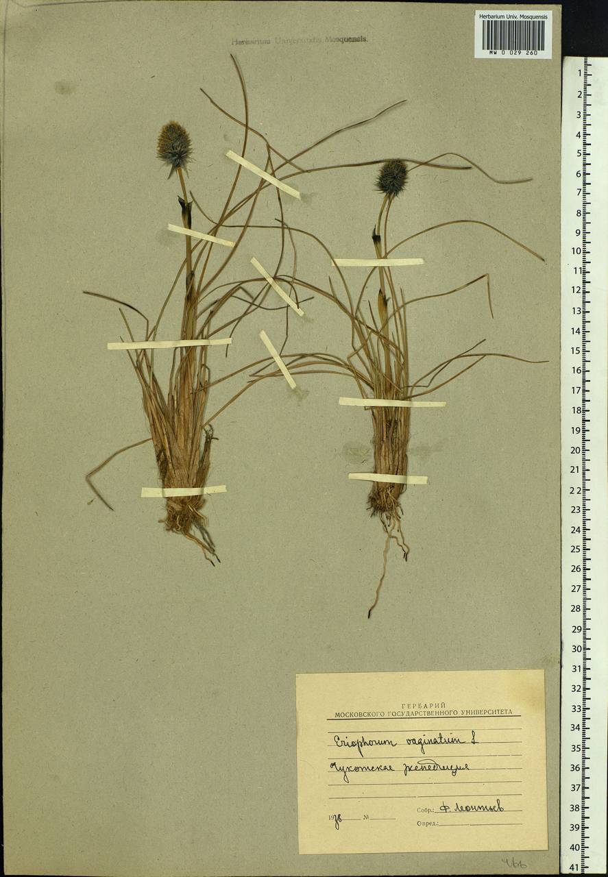 Eriophorum vaginatum L., Siberia, Chukotka & Kamchatka (S7) (Russia)