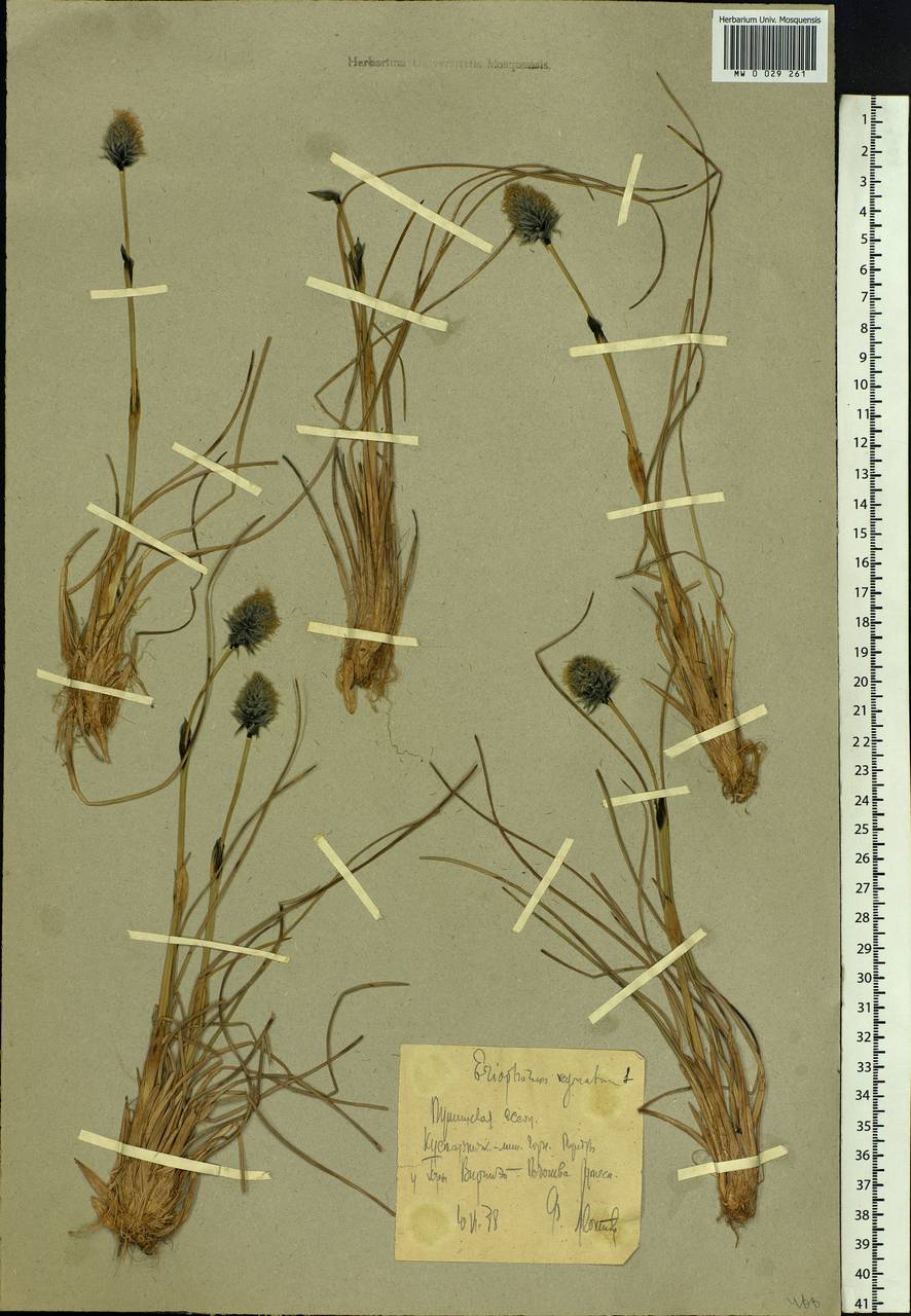 Eriophorum vaginatum L., Siberia, Chukotka & Kamchatka (S7) (Russia)
