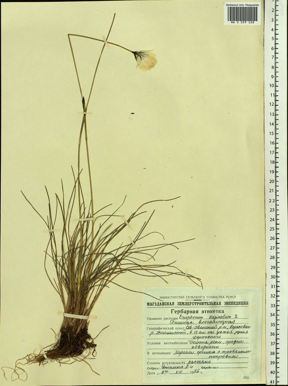 Eriophorum vaginatum L., Siberia, Chukotka & Kamchatka (S7) (Russia)