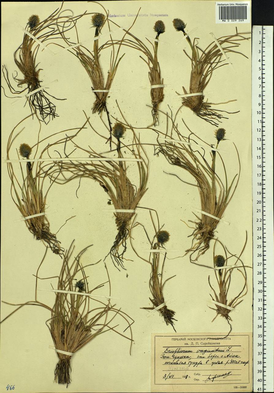 Eriophorum vaginatum L., Siberia, Chukotka & Kamchatka (S7) (Russia)