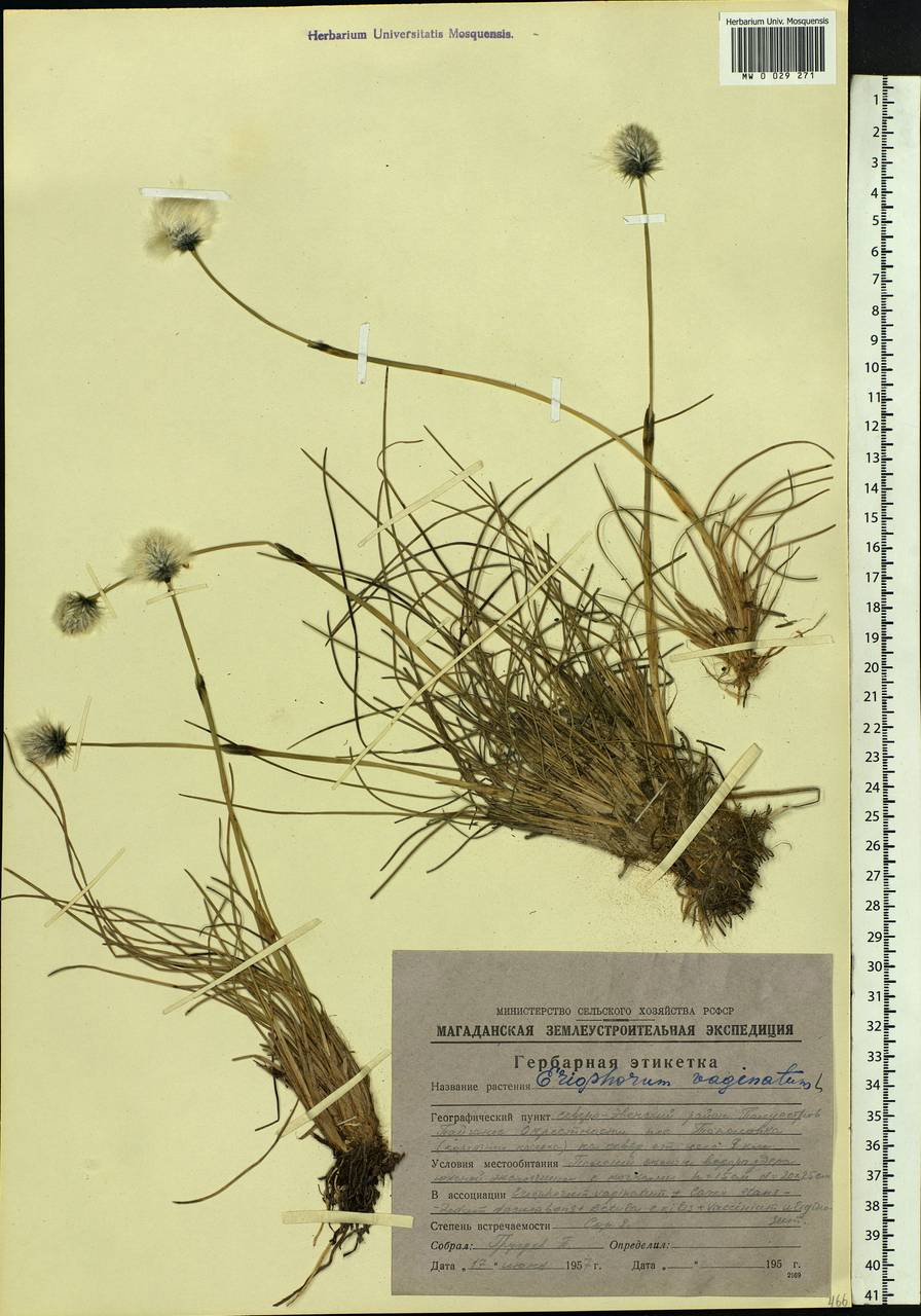 Eriophorum vaginatum L., Siberia, Chukotka & Kamchatka (S7) (Russia)