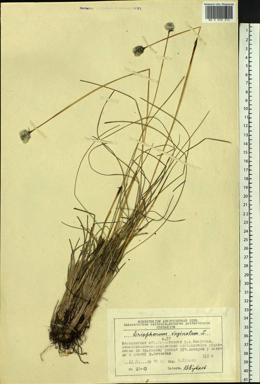 Eriophorum vaginatum L., Siberia, Chukotka & Kamchatka (S7) (Russia)