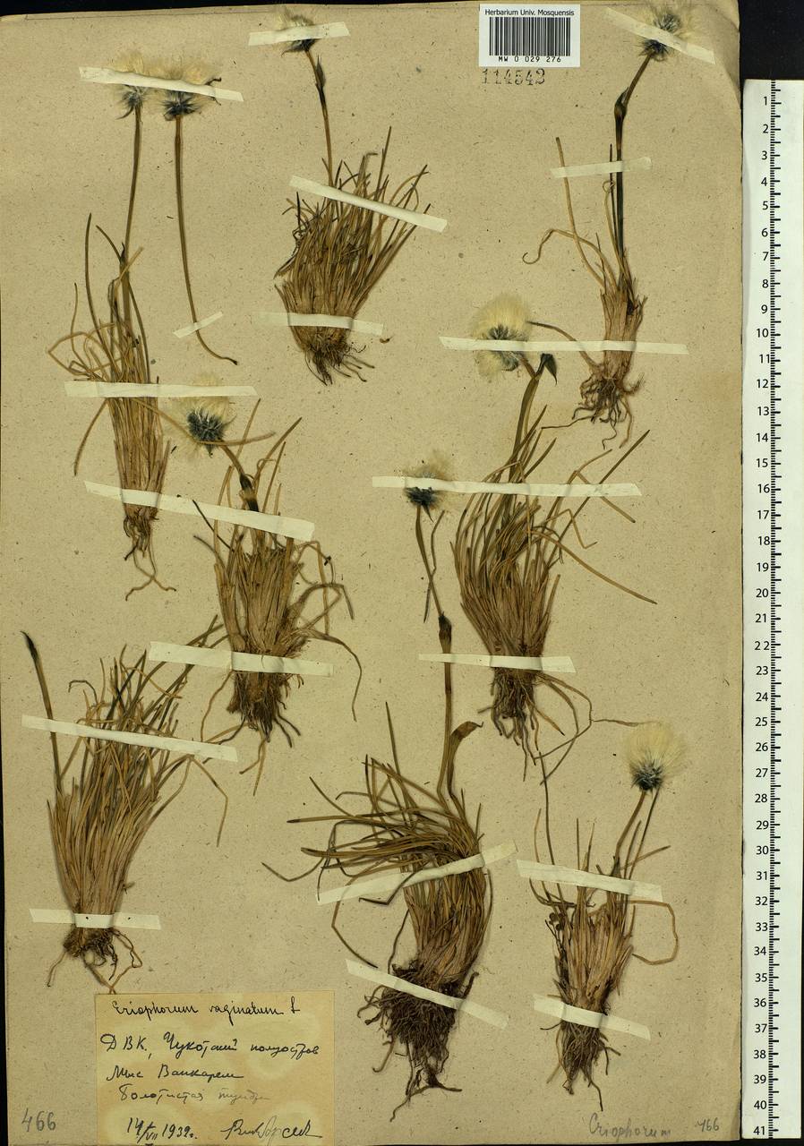 Eriophorum vaginatum L., Siberia, Chukotka & Kamchatka (S7) (Russia)