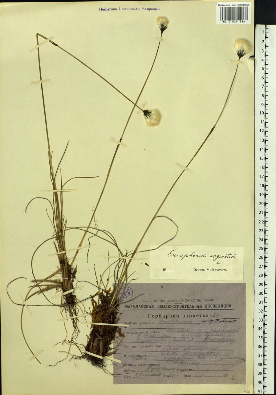 Eriophorum vaginatum L., Siberia, Chukotka & Kamchatka (S7) (Russia)