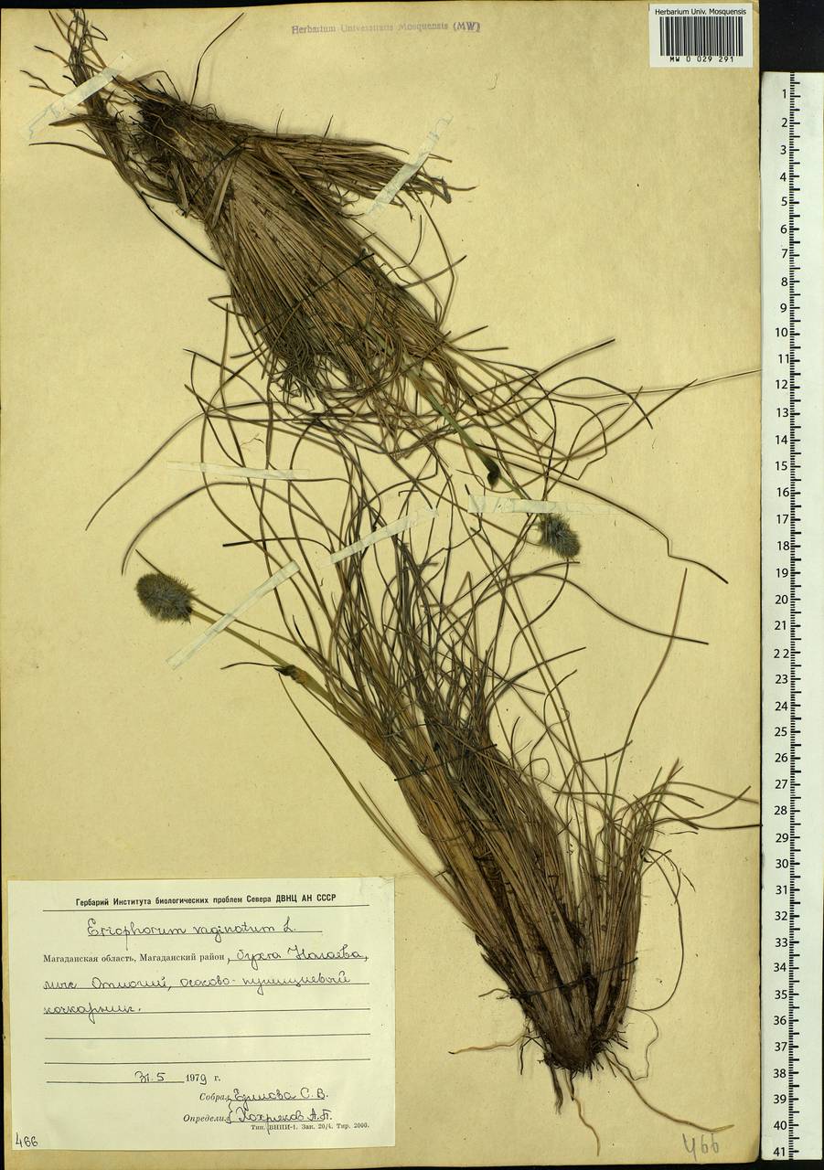 Eriophorum vaginatum L., Siberia, Chukotka & Kamchatka (S7) (Russia)
