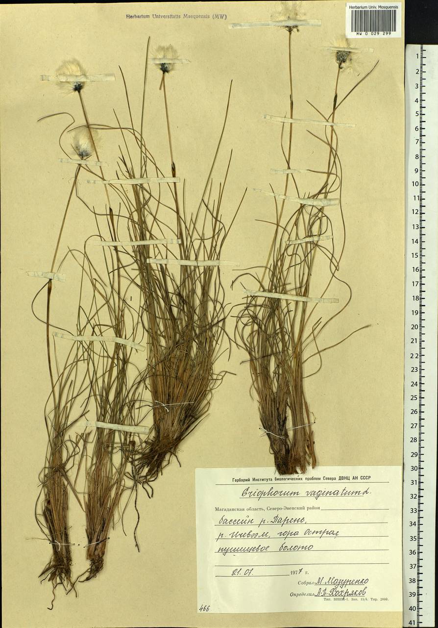 Eriophorum vaginatum L., Siberia, Chukotka & Kamchatka (S7) (Russia)