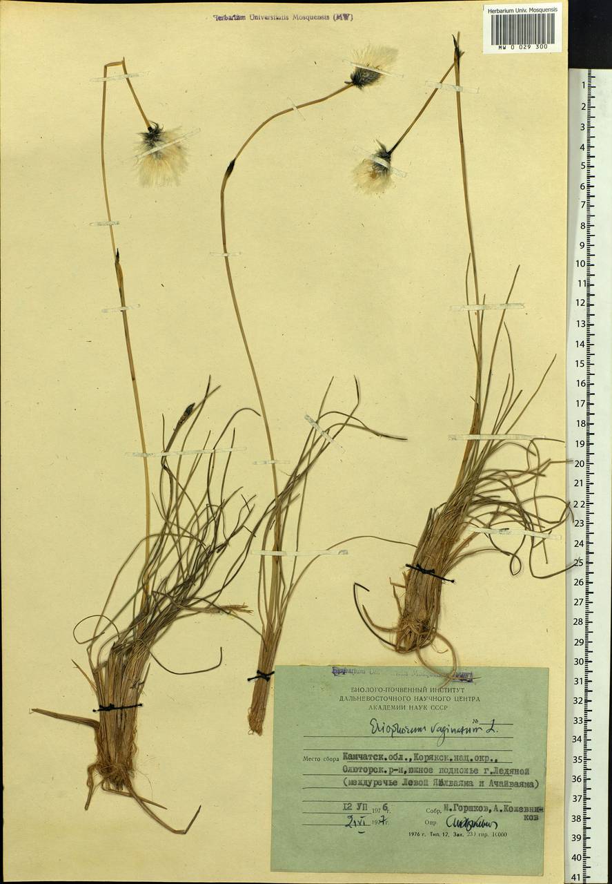 Eriophorum vaginatum L., Siberia, Chukotka & Kamchatka (S7) (Russia)