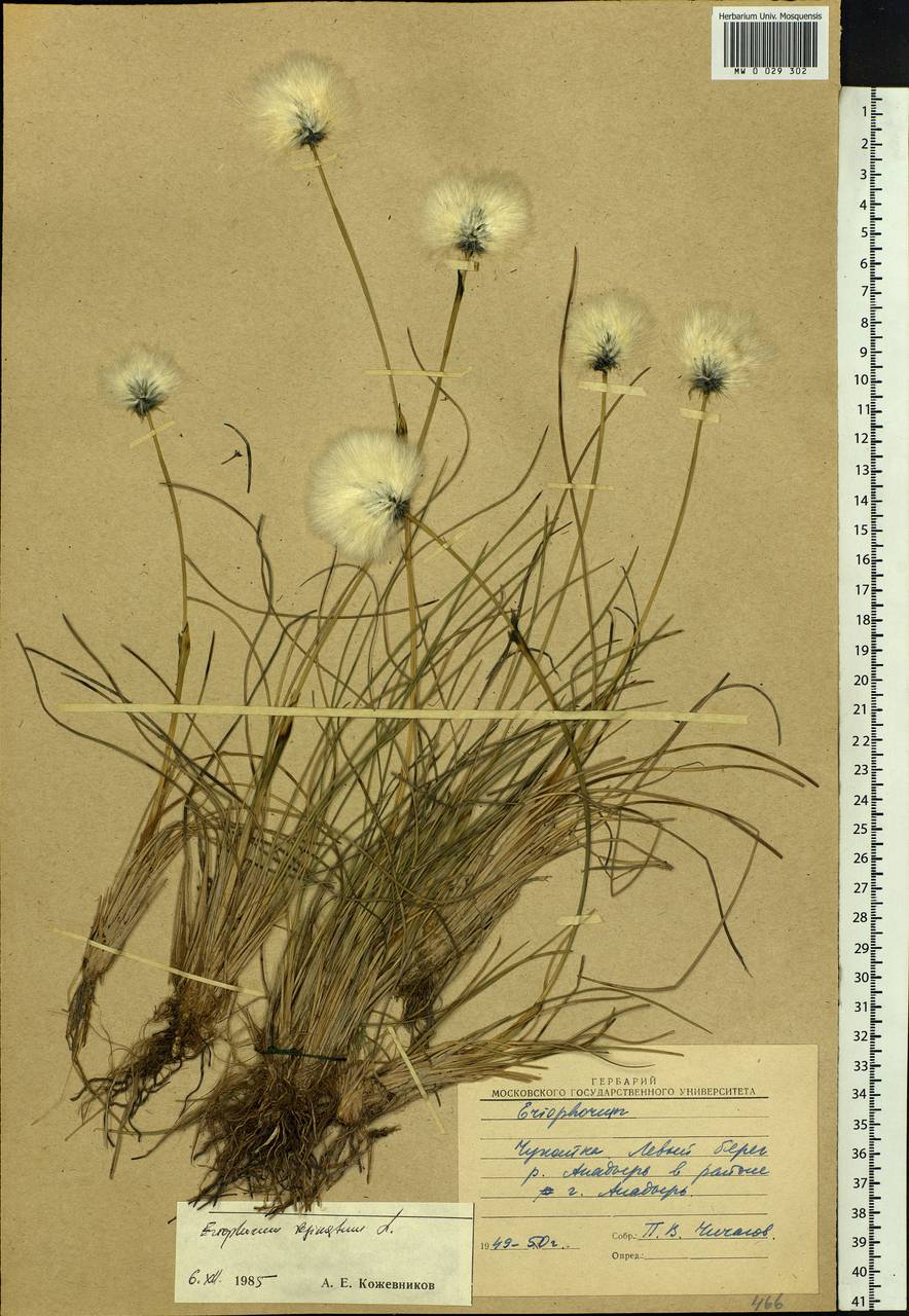 Eriophorum vaginatum L., Siberia, Chukotka & Kamchatka (S7) (Russia)