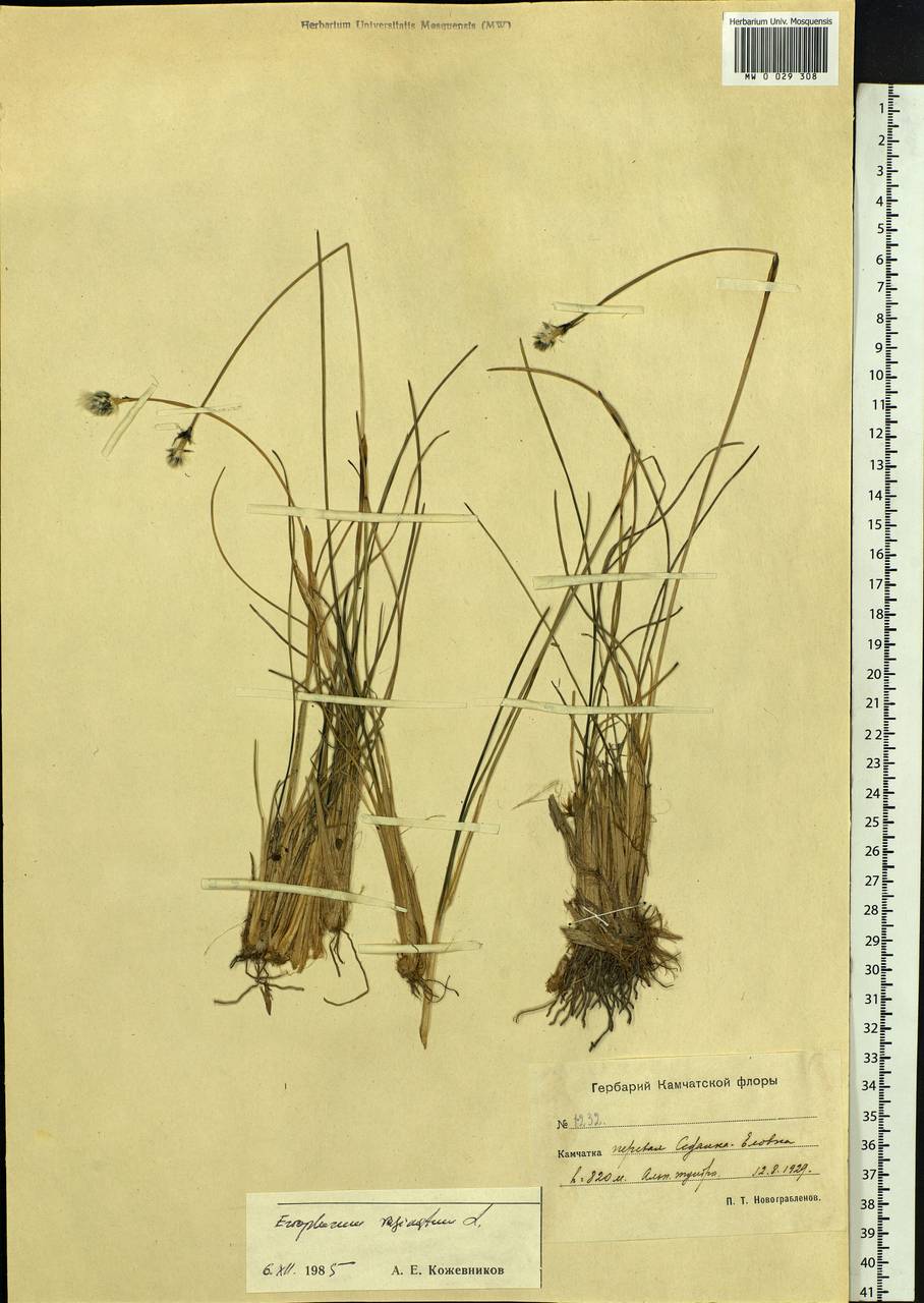 Eriophorum vaginatum L., Siberia, Chukotka & Kamchatka (S7) (Russia)