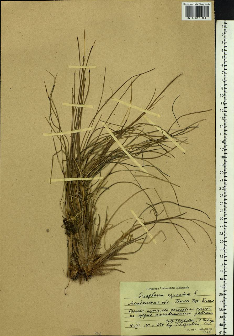 Eriophorum vaginatum L., Siberia, Chukotka & Kamchatka (S7) (Russia)