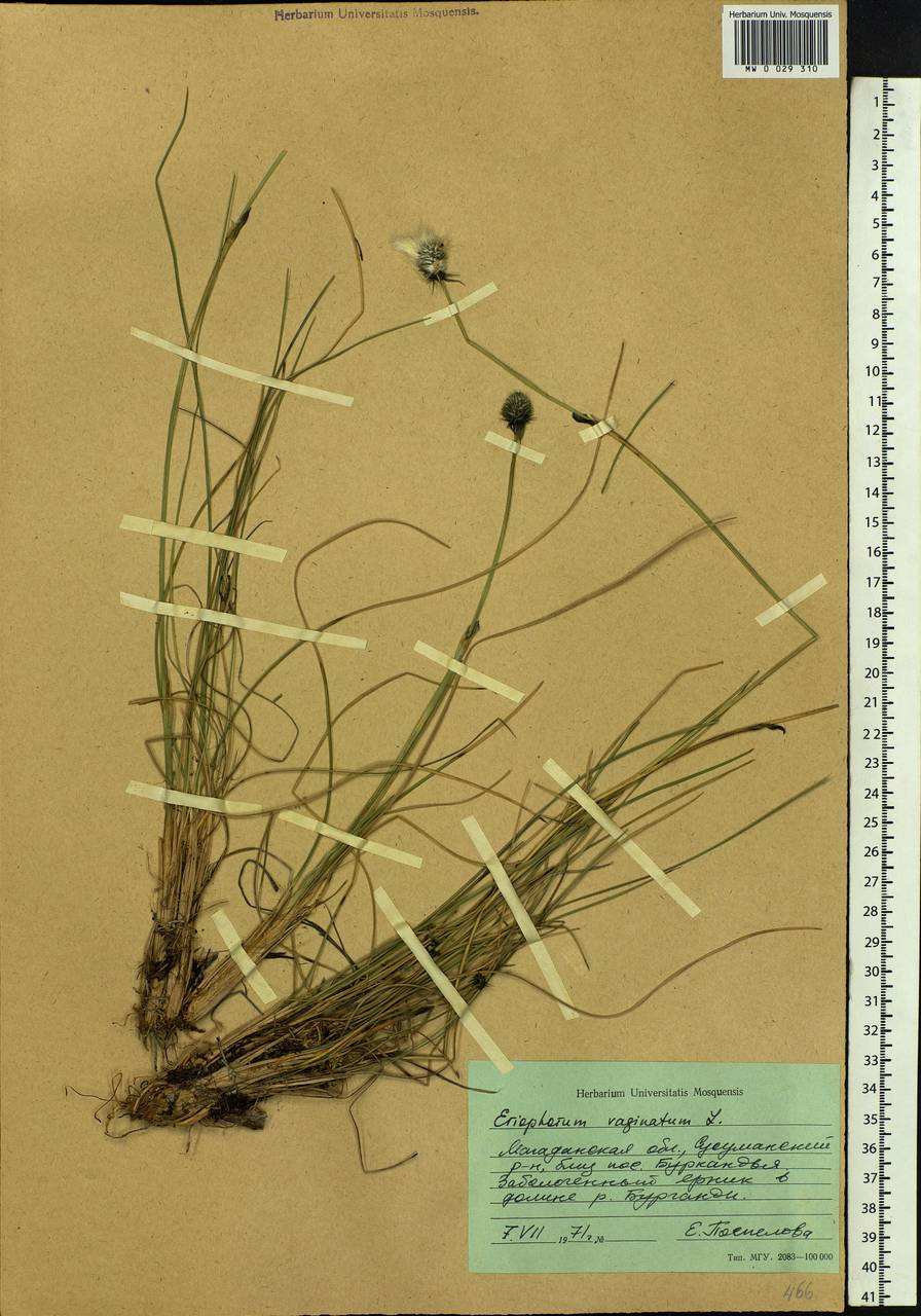 Eriophorum vaginatum L., Siberia, Chukotka & Kamchatka (S7) (Russia)