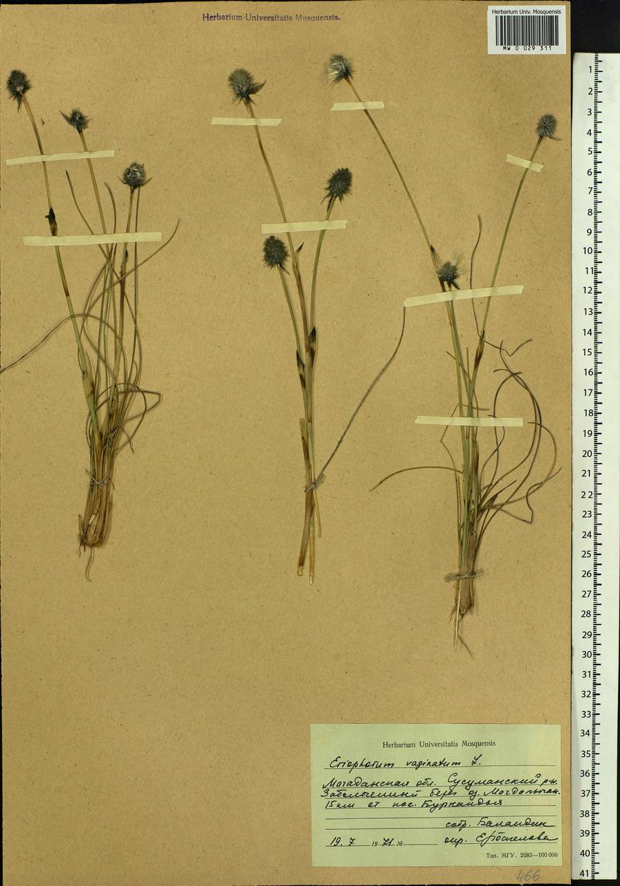 Eriophorum vaginatum L., Siberia, Chukotka & Kamchatka (S7) (Russia)