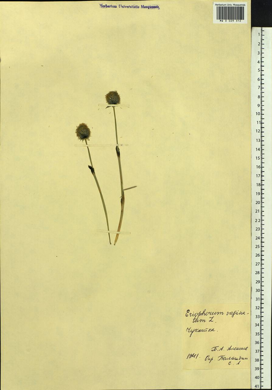 Eriophorum vaginatum L., Siberia, Chukotka & Kamchatka (S7) (Russia)