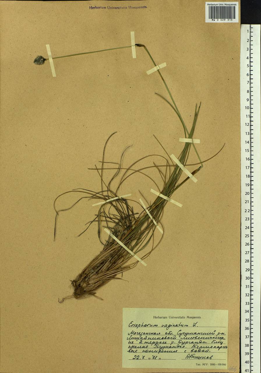 Eriophorum vaginatum L., Siberia, Chukotka & Kamchatka (S7) (Russia)