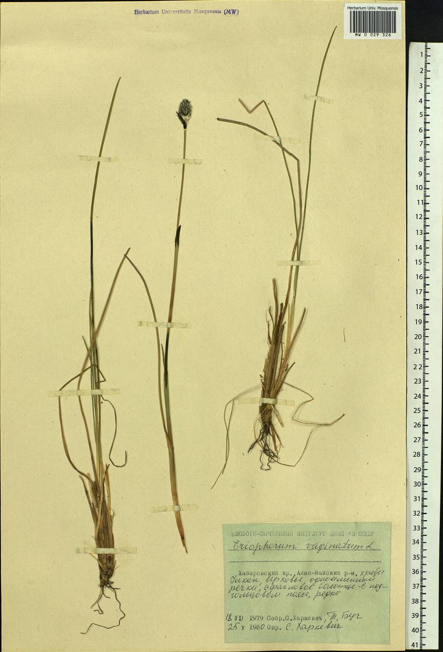 Eriophorum vaginatum L., Siberia, Russian Far East (S6) (Russia)