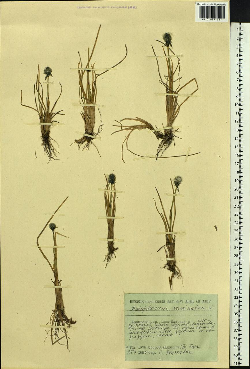 Eriophorum vaginatum L., Siberia, Russian Far East (S6) (Russia)