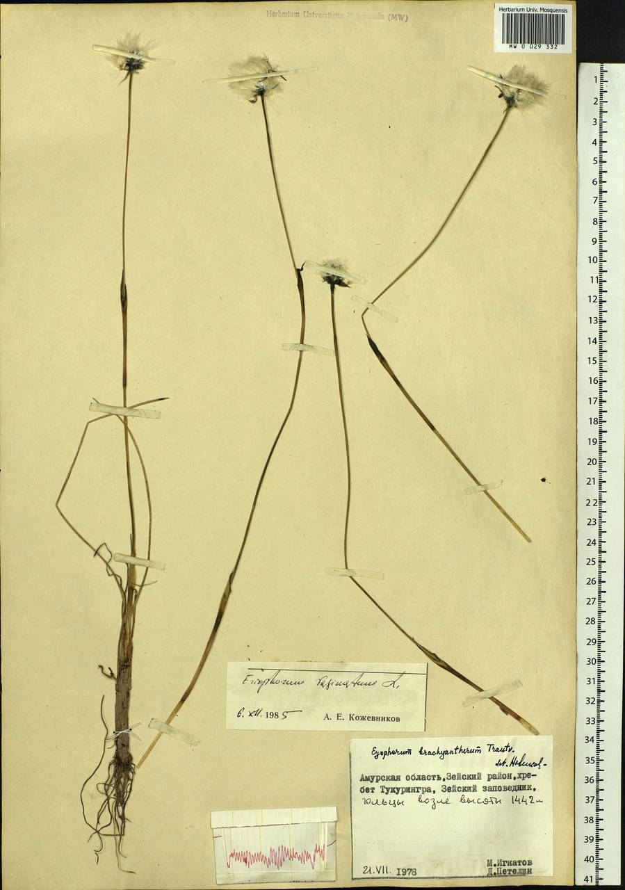 Eriophorum vaginatum L., Siberia, Russian Far East (S6) (Russia)