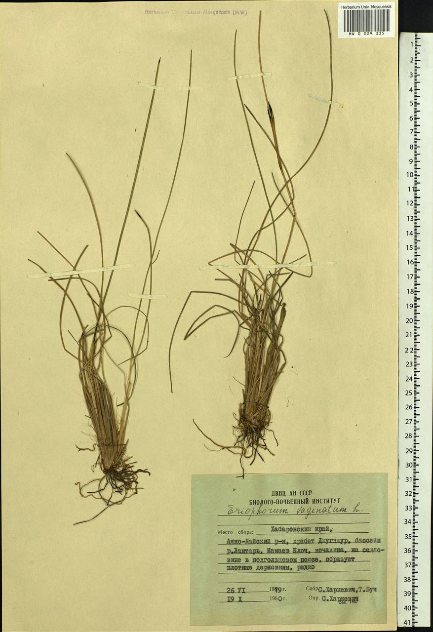 Eriophorum vaginatum L., Siberia, Russian Far East (S6) (Russia)