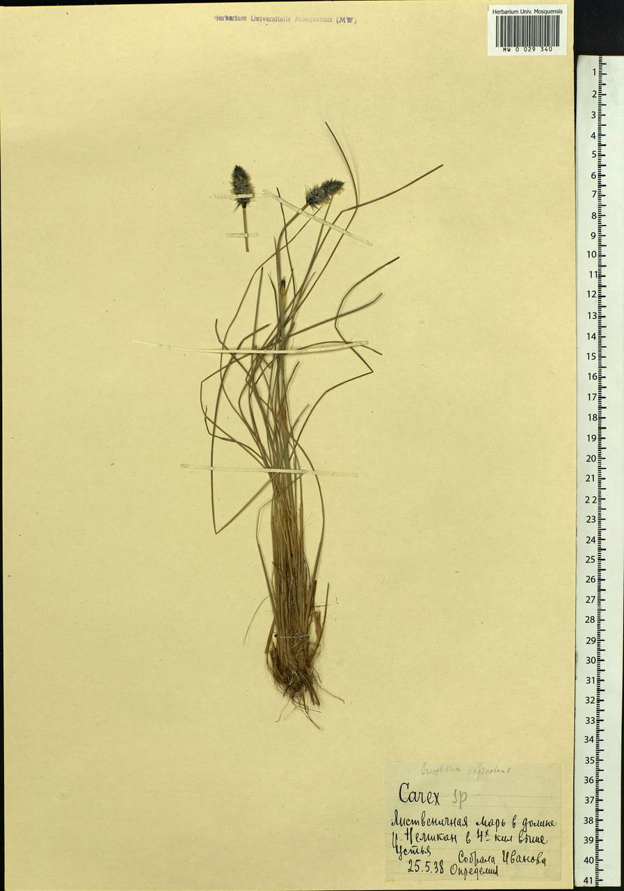 Eriophorum vaginatum L., Siberia, Russian Far East (S6) (Russia)