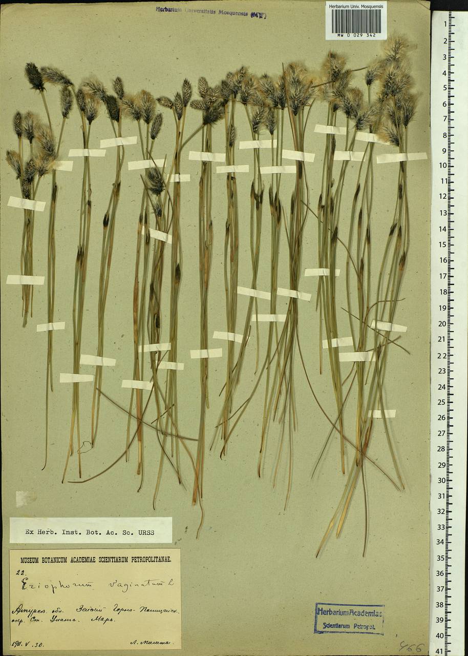 Eriophorum vaginatum L., Siberia, Russian Far East (S6) (Russia)