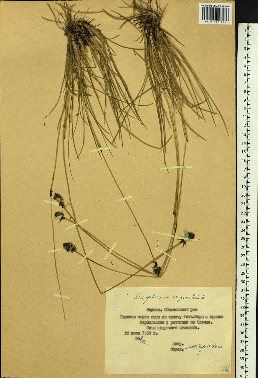 Eriophorum vaginatum L., Siberia, Yakutia (S5) (Russia)