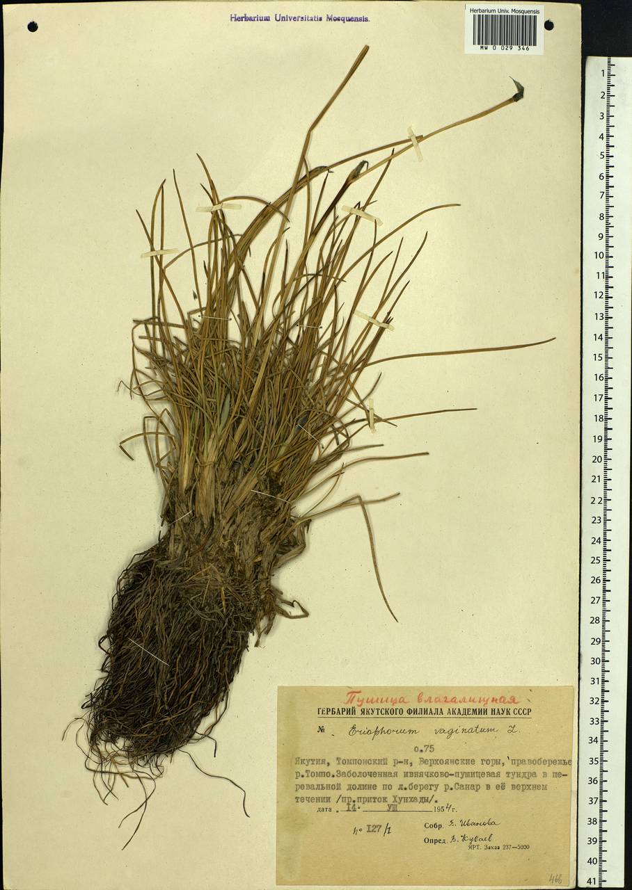 Eriophorum vaginatum L., Siberia, Yakutia (S5) (Russia)