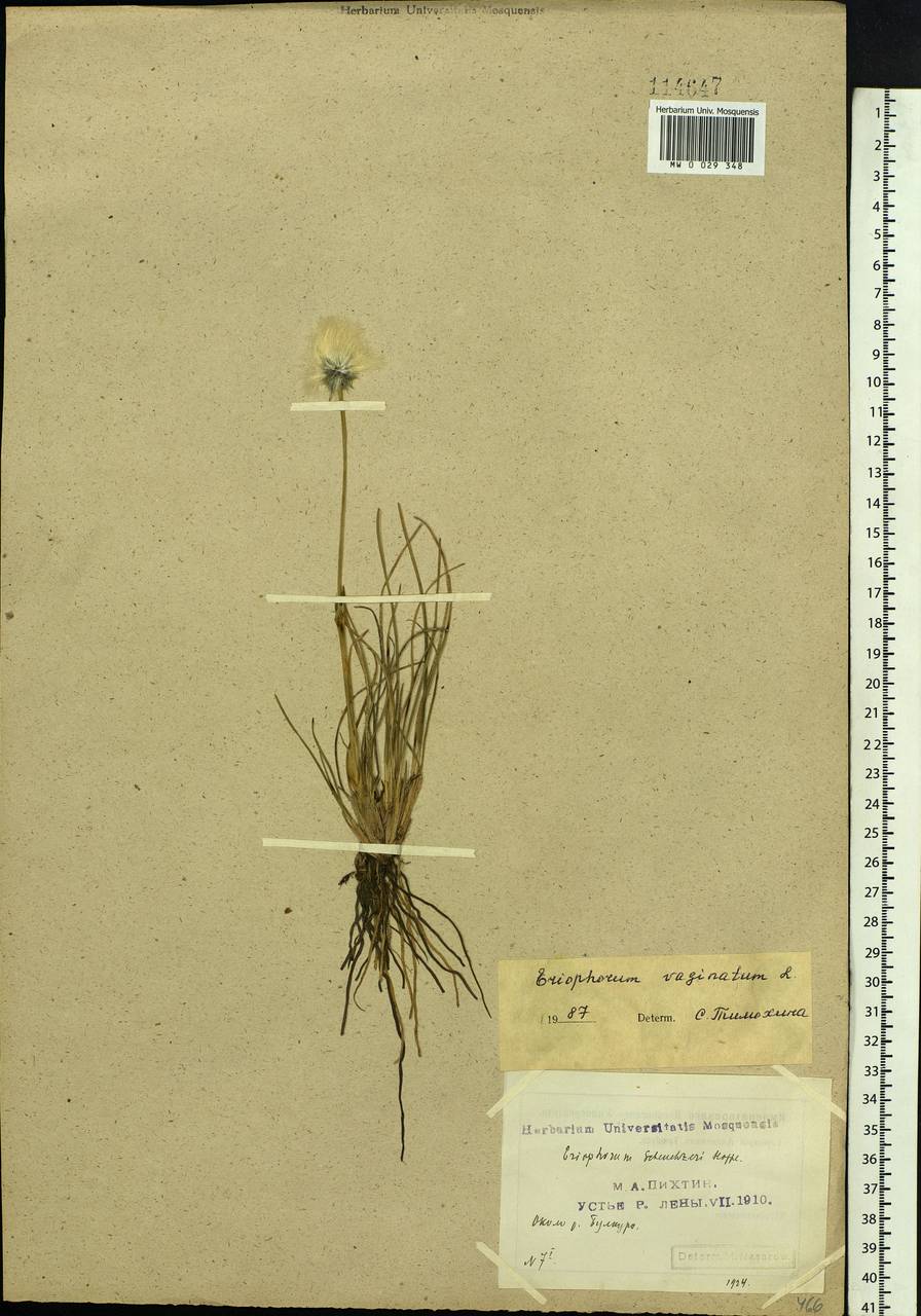 Eriophorum vaginatum L., Siberia, Yakutia (S5) (Russia)