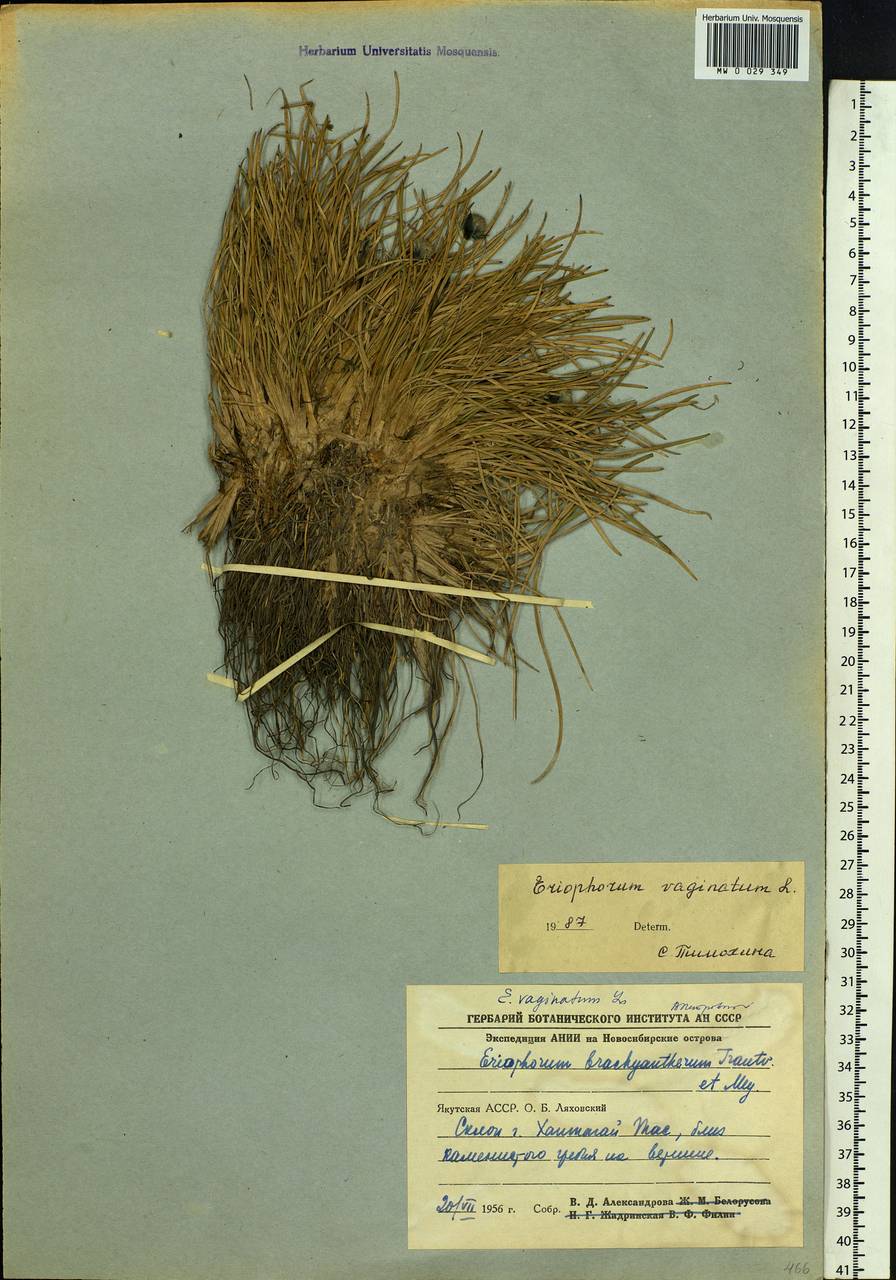 Eriophorum vaginatum L., Siberia, Yakutia (S5) (Russia)